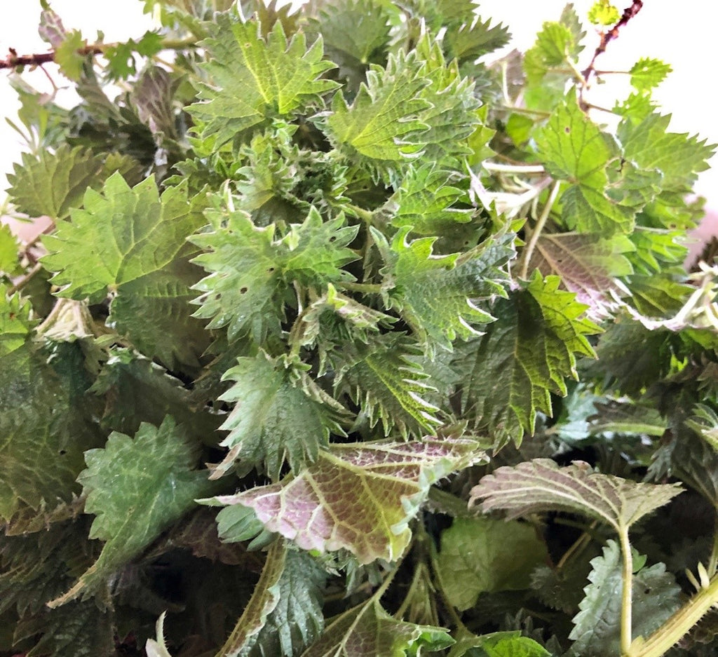 LET IT GROW - Part 2: Stinging Nettle